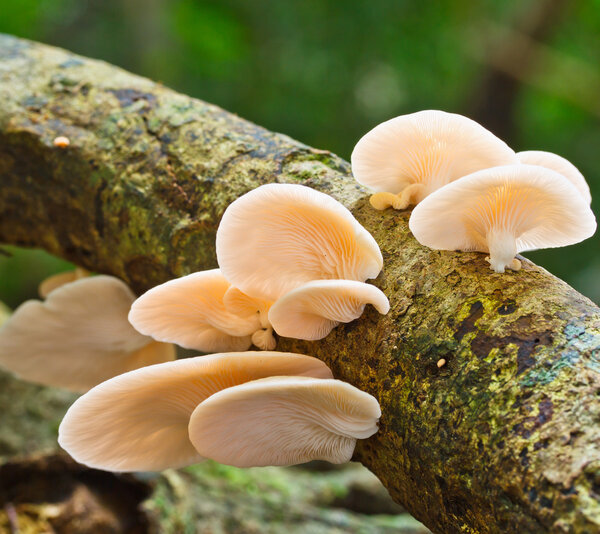 Белые грибы на дереве
