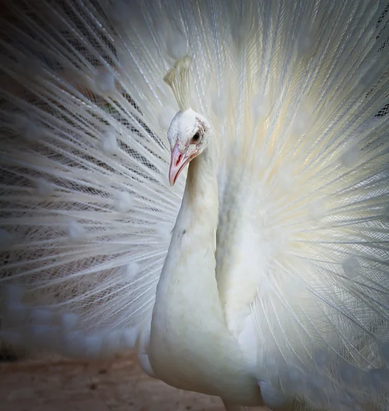 Красивый белый павлин — стоковое фото