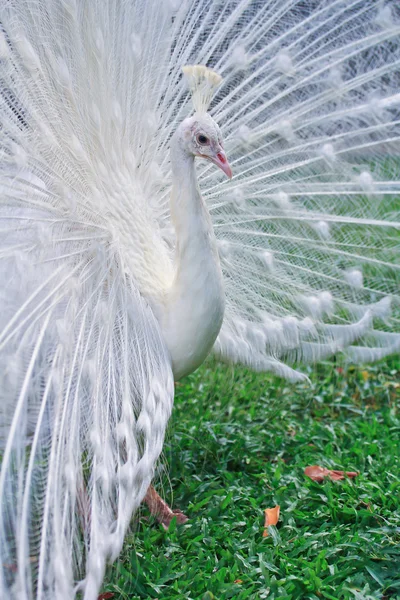 Bellissimo pavone bianco — Foto Stock