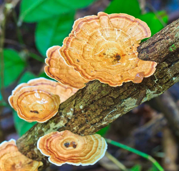 Brown paddestoelen in bos — Stockfoto