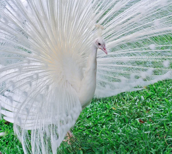 Belo pavão branco — Fotografia de Stock