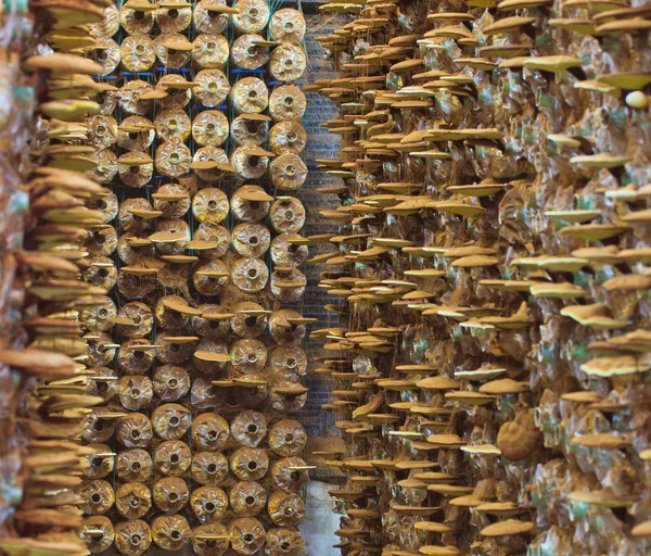 Mushrooms Ganoderma lucidum — Stock Photo, Image