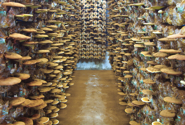 Грибы Ganoderma lucidum
