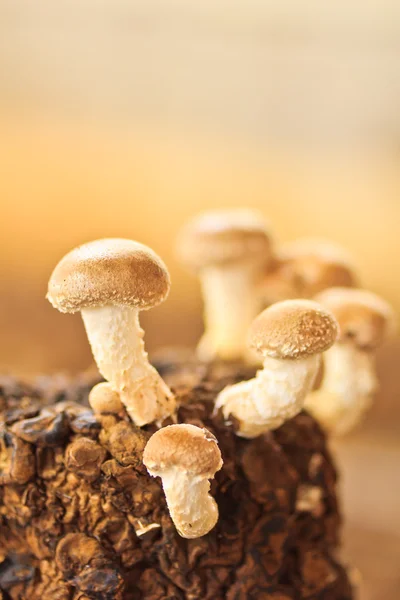 Shiitake paddestoelen in paddestoelen boerderij — Stockfoto