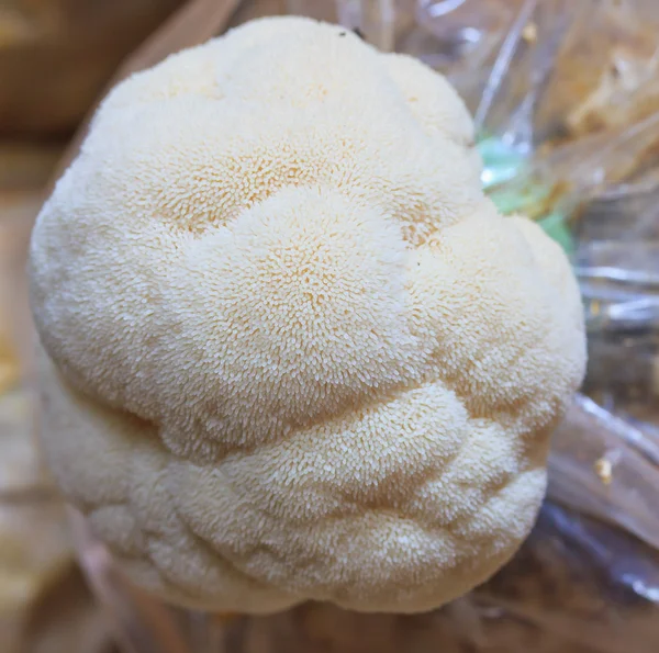 Monkey head mushroom — Stock Photo, Image