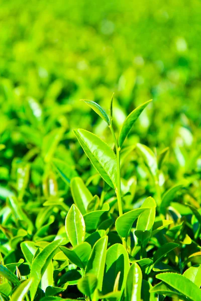 Vzorek čajové plantáže — Stock fotografie