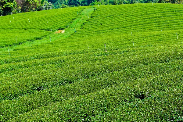 çay plantasyon Tayland 