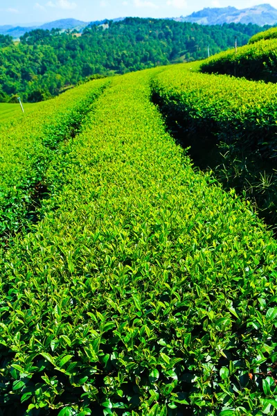 Herbata plantation w Tajlandii — Zdjęcie stockowe