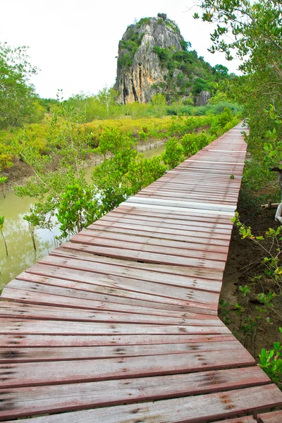 Promenade in mangrovebossen — Stockfoto