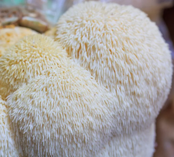 Обезьяний гриб Стоковое Фото
