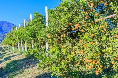portakal ağaçları ile olgun portakal 