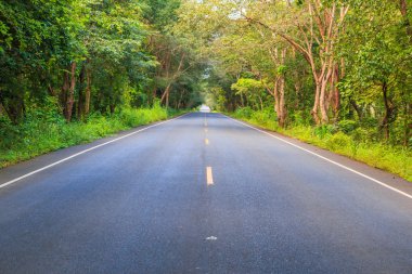 Yol ve tünel yeşil ağaçların