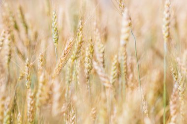 Olgun buğday alanı  