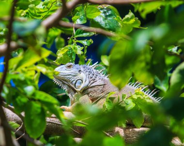 Vahşi yeşil Iguana