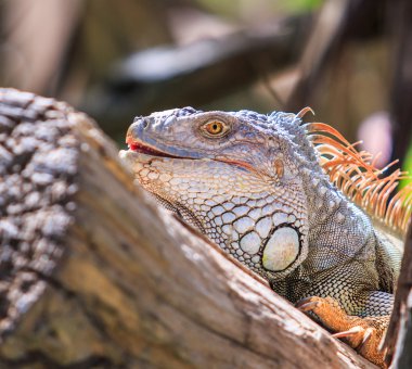 Vahşi yeşil Iguana