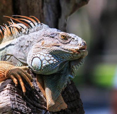 Vahşi yeşil Iguana