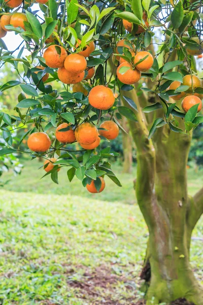 Pomarańczowe drzewo z dojrzałymi pomarańczami — Zdjęcie stockowe