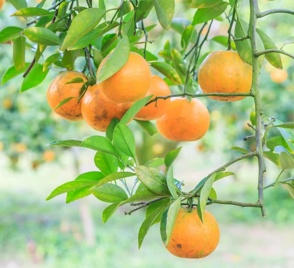 Arancio con arance mature — Foto Stock
