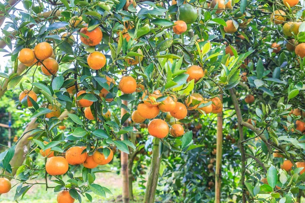 Pomarańczowe drzewo z dojrzałymi pomarańczami — Zdjęcie stockowe