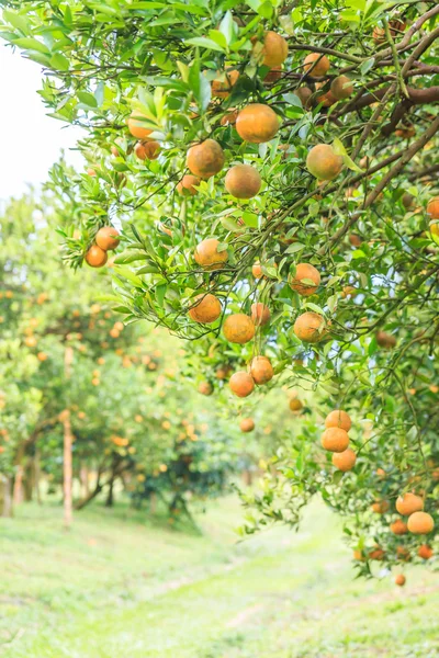 Drzewa pomarańczowe z dojrzałych pomarańczy — Zdjęcie stockowe