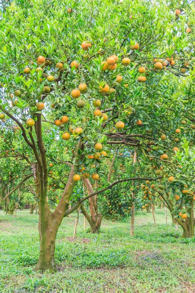 Portakal ağaçları ile olgun portakal — Stok fotoğraf