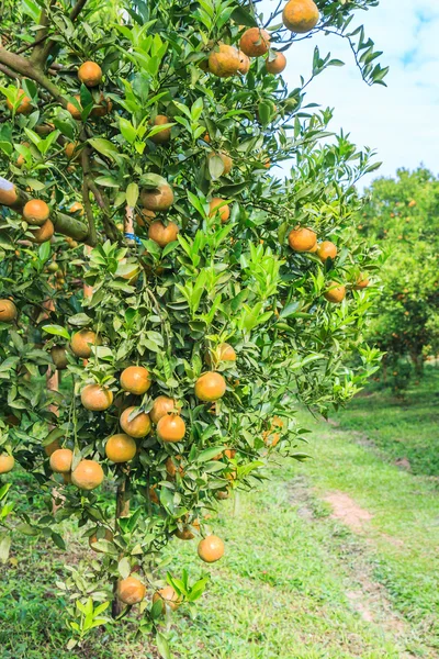 Orange trees with ripe oranges — Stock Photo, Image