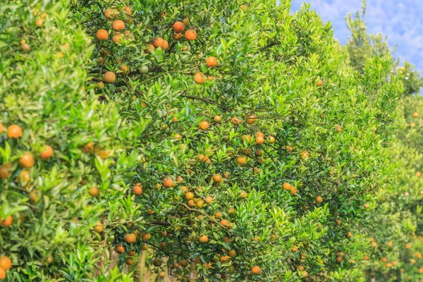 Oranžové stromy s zralé pomeranče — Stock fotografie