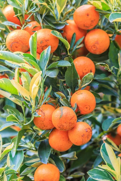 Апельсиновое дерево с спелыми апельсинами — стоковое фото