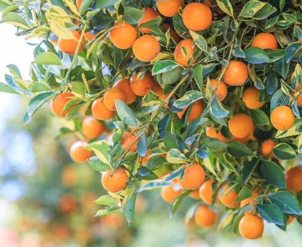 Orange tree with ripe oranges — Stock Photo, Image