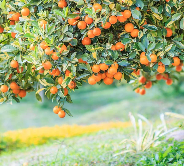 잘 익은 오렌지와 오렌지 나무 — 스톡 사진