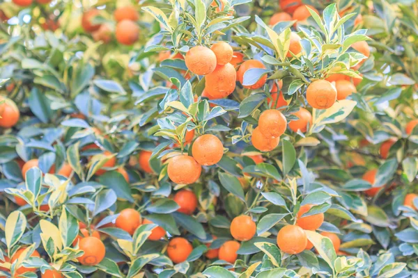 Апельсиновое дерево с апельсином — стоковое фото