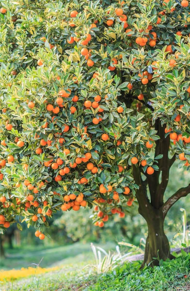 Πορτοκαλί δέντρο με ώριμο πορτοκάλι — Φωτογραφία Αρχείου