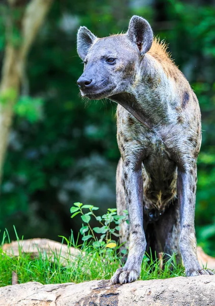 Hiena salvaje africana — Foto de Stock