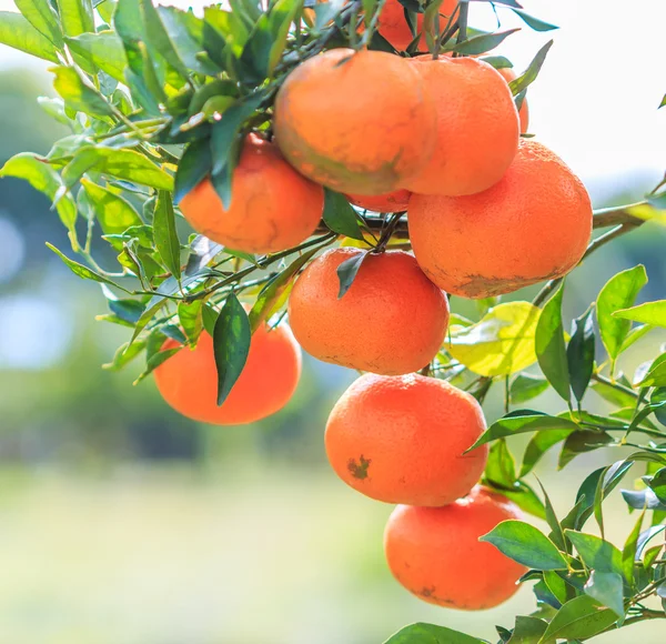 Sinaasappelboom met rijpe sinaasappels — Stockfoto