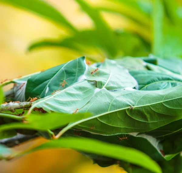 绿色的叶子上有一窝蚂蚁 — 图库照片
