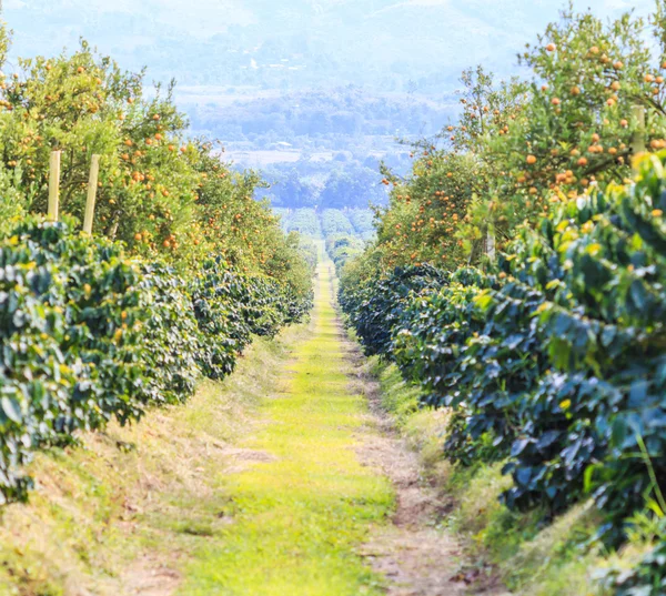 Orange Park with Orange trees — Stock Photo, Image