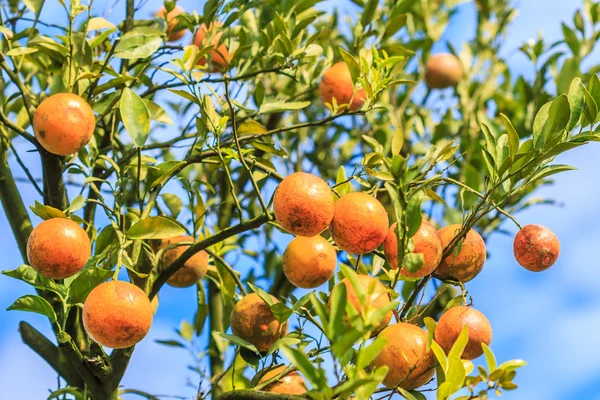 Πορτοκαλιά με ώριμα πορτοκάλια — Φωτογραφία Αρχείου