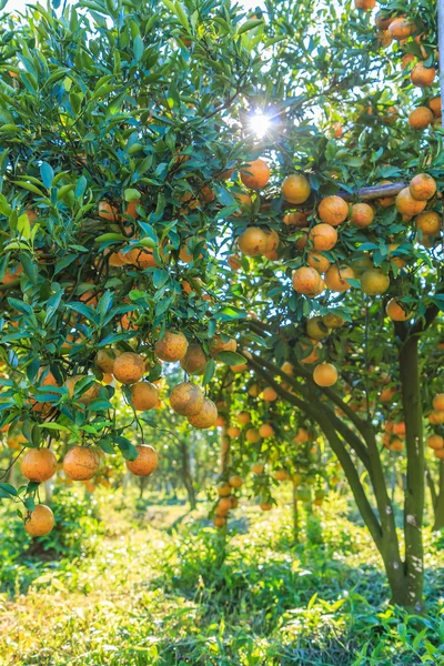 Portakal ağaçları ile olgun portakal — Stok fotoğraf