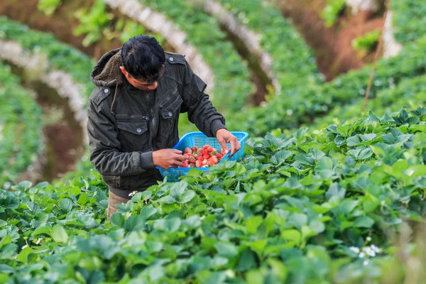 Agricultor en la granja de fresas en moring — Foto de Stock