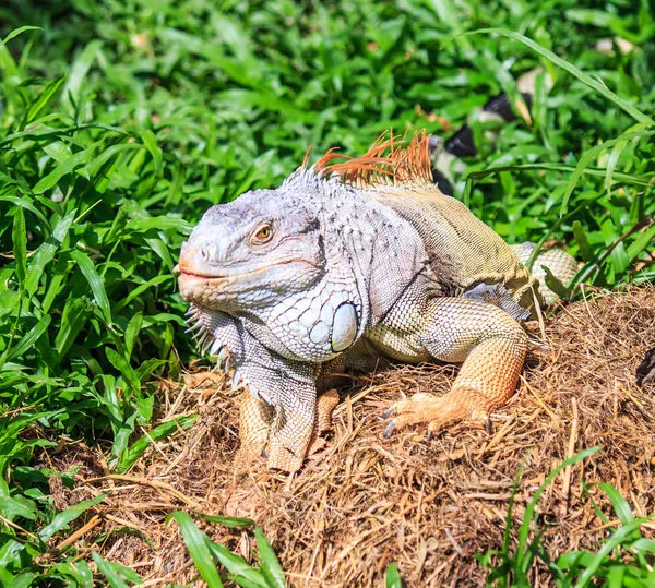 Wild Green Iguana — Stock Photo, Image