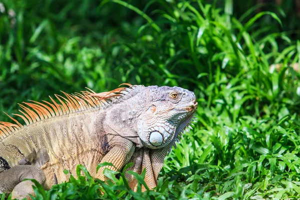 Iguana verde salvaje —  Fotos de Stock