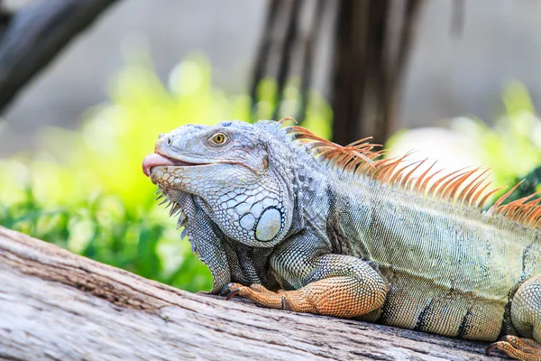 Wilder grüner Leguan — Stockfoto