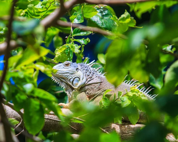 Iguana verde selvatica — Foto Stock