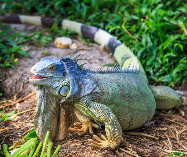 Wild Green Iguana — Stock Photo, Image