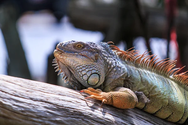 Wilder grüner Leguan — Stockfoto