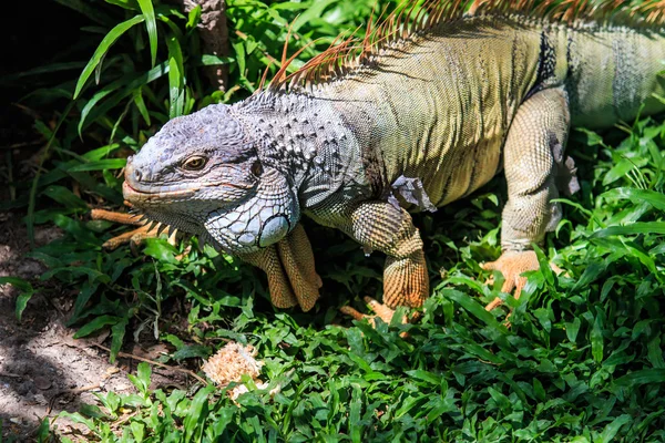 Wild Green Iguana — Stock Photo, Image