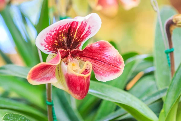 Hermosa flor de orquídea — Foto de Stock