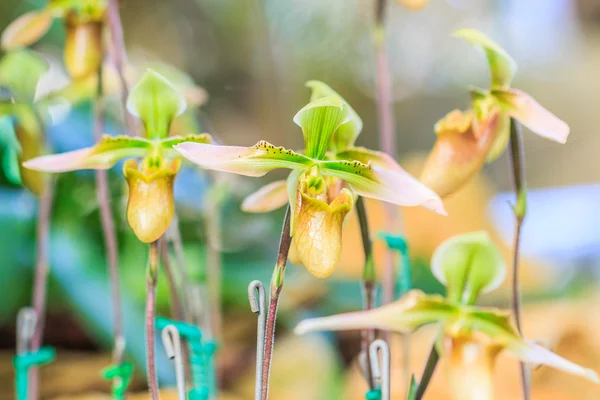 Vackra orkidé blommor — Stockfoto