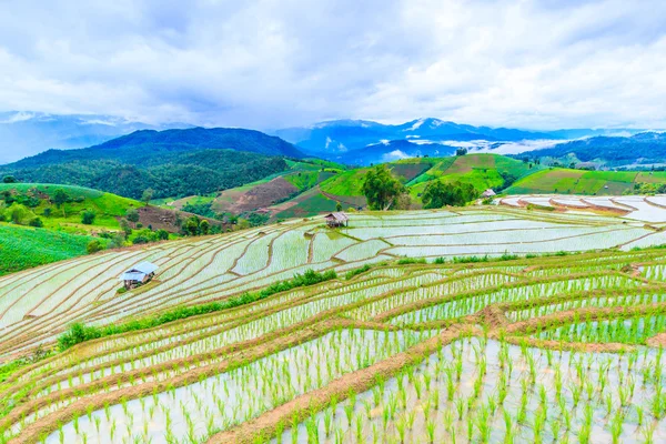 Campo de arroz na Tailândia — Fotografia de Stock