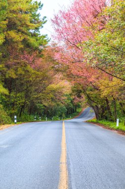 Çiçeği sakura yolda